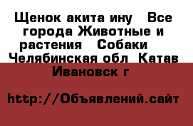 Щенок акита ину - Все города Животные и растения » Собаки   . Челябинская обл.,Катав-Ивановск г.